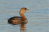 Pied-billed Grebe